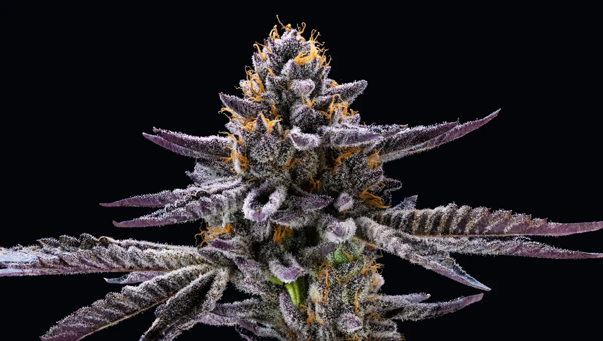Purple cola